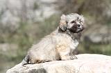 LHASSA APSO 068
